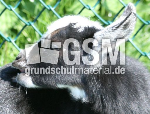 Kleine-Ziege-4Tage-alt-12.jpg